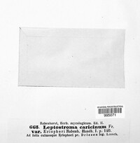 Lophodermium caricinum image